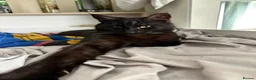 British Shorthair cats for sale: 2 Adult Cats / 1 kitten for sale - Advert 26