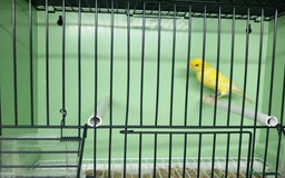 Canaries birds for sale: Canaries  - Image 29