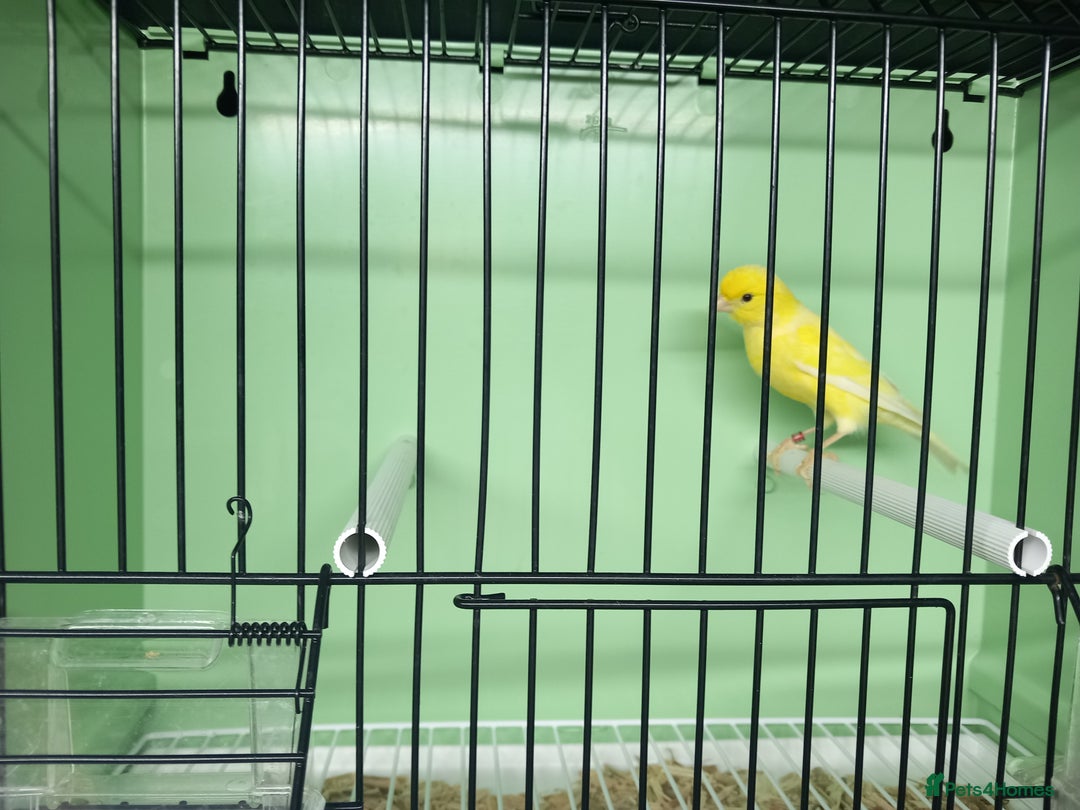 Canaries birds for sale: Canaries  - Image 29