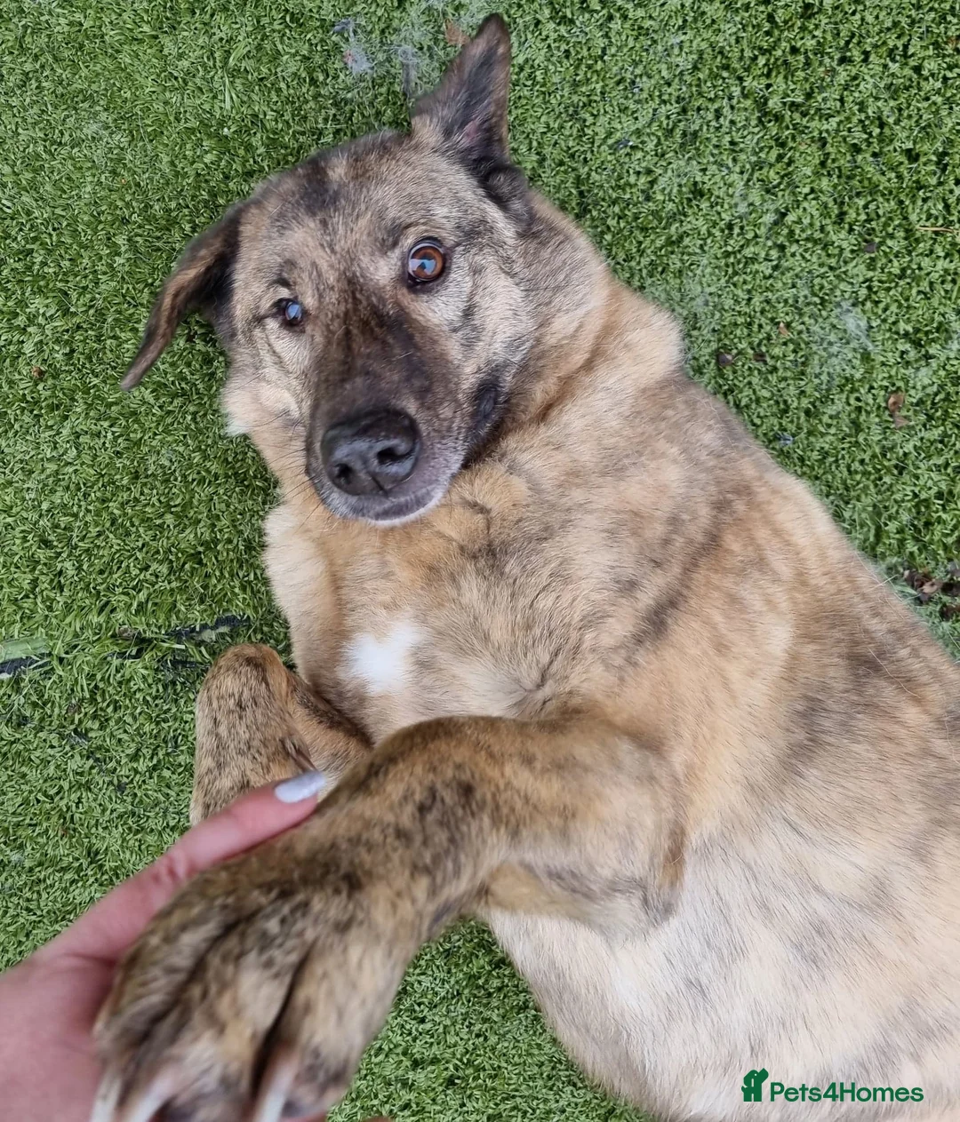 Mixed Breed dogs for adoption: Mischu - looking for a family in Ayr - Advert 3