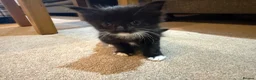 Maine Coon cats for sale: Stunning Maine Coon Cross Kittens – Ready Soon 🐾  - Advert 2