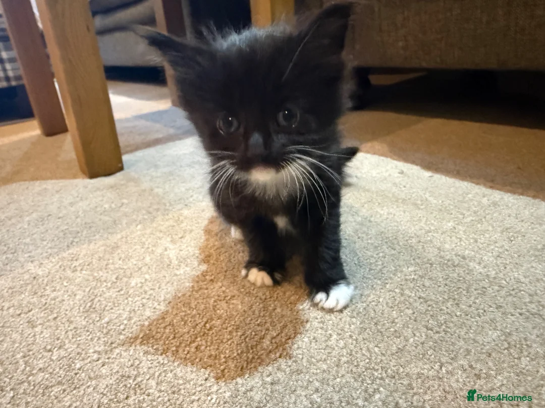 Maine Coon cats for sale: Stunning Maine Coon Cross Kittens – Ready Soon 🐾  - Advert 2