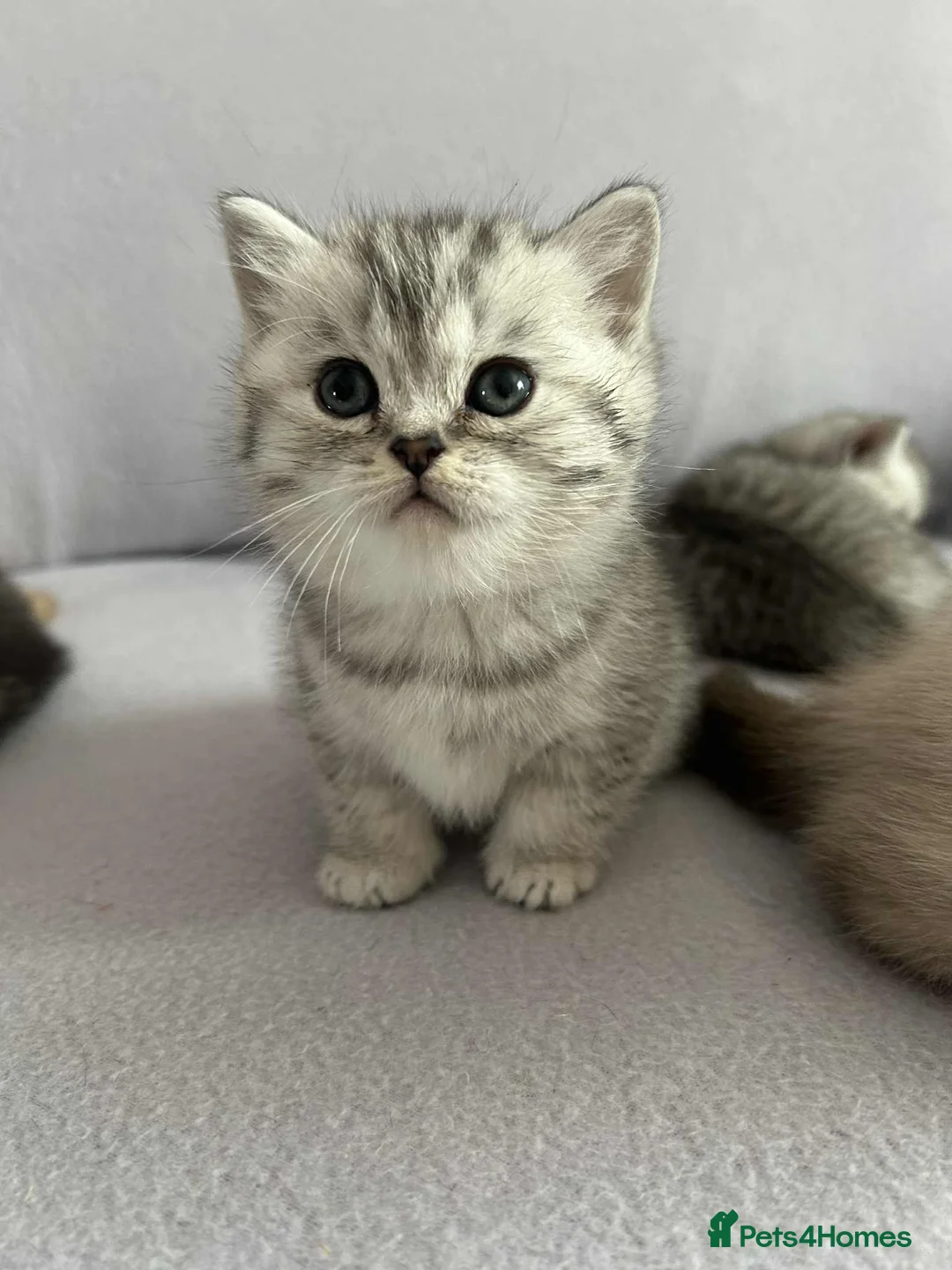 British Shorthair cats for sale: Stunning British Shorthair kittens - Advert 11