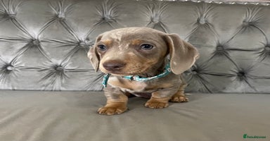 Miniature Dachshund dogs - Advert 16