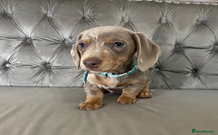 Miniature Dachshund dogs - Advert 3