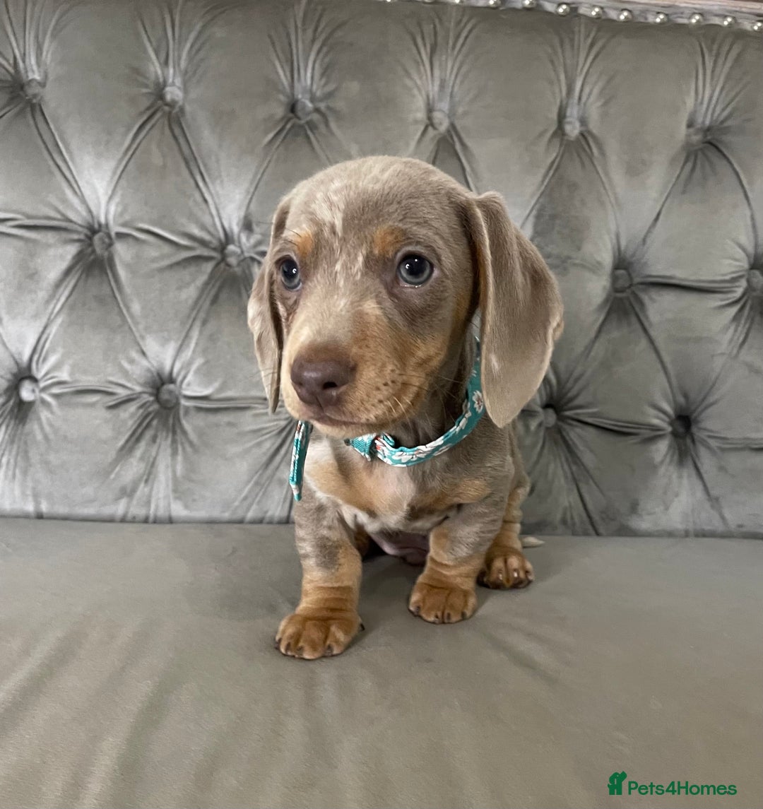 Miniature Dachshund dogs for sale: Miniature Dachshund Puppies ONE LEFT - Image 2