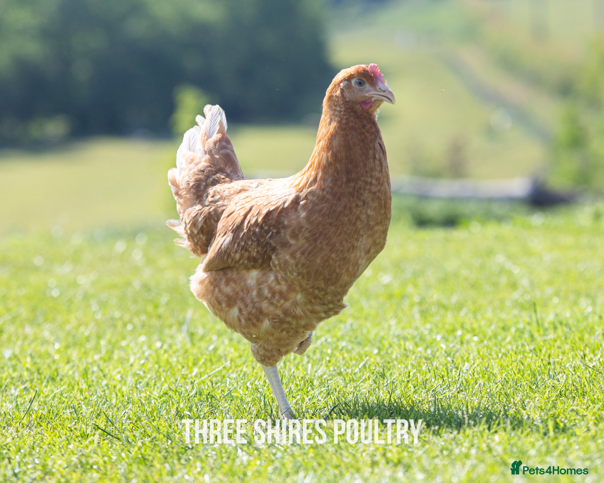 Chickens poultry Shires Brown Hybrid  - Advert 2