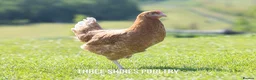 Chickens poultry for sale: Shires Brown Hybrid  - Advert 2