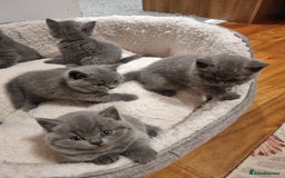 British Shorthair cats for sale: Beautiful kittens british shorthair  - Image 2
