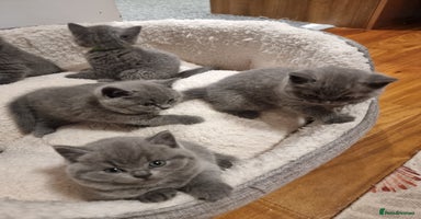 British Shorthair cats - Advert 14