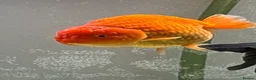 Fancy Goldfish fish for sale: large and small fancy goldfish with tank  - Advert 3