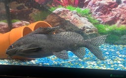 Other/Mixed Breed fish for sale: Mixed fresh water fish for sale  - Image 3