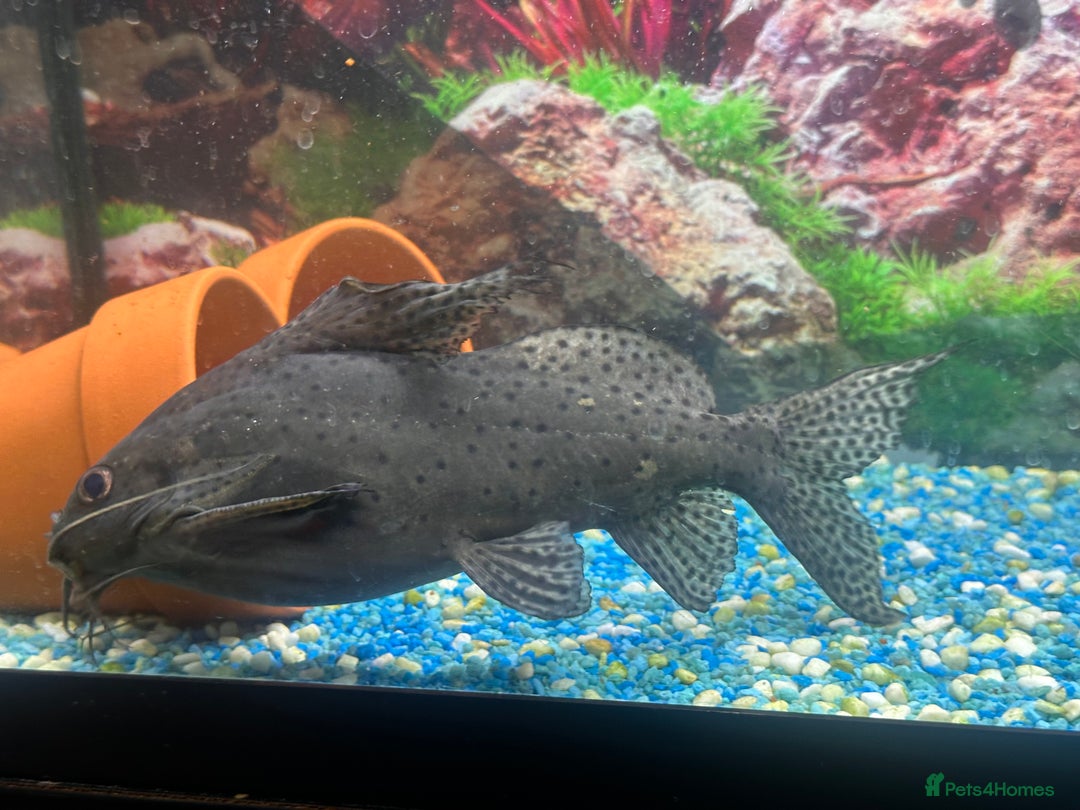 Other/Mixed Breed fish for sale: Mixed fresh water fish for sale  - Image 3