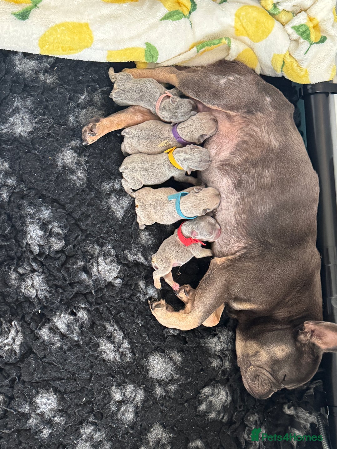 French Bulldog dogs for sale: French bulldog puppies - Image 18