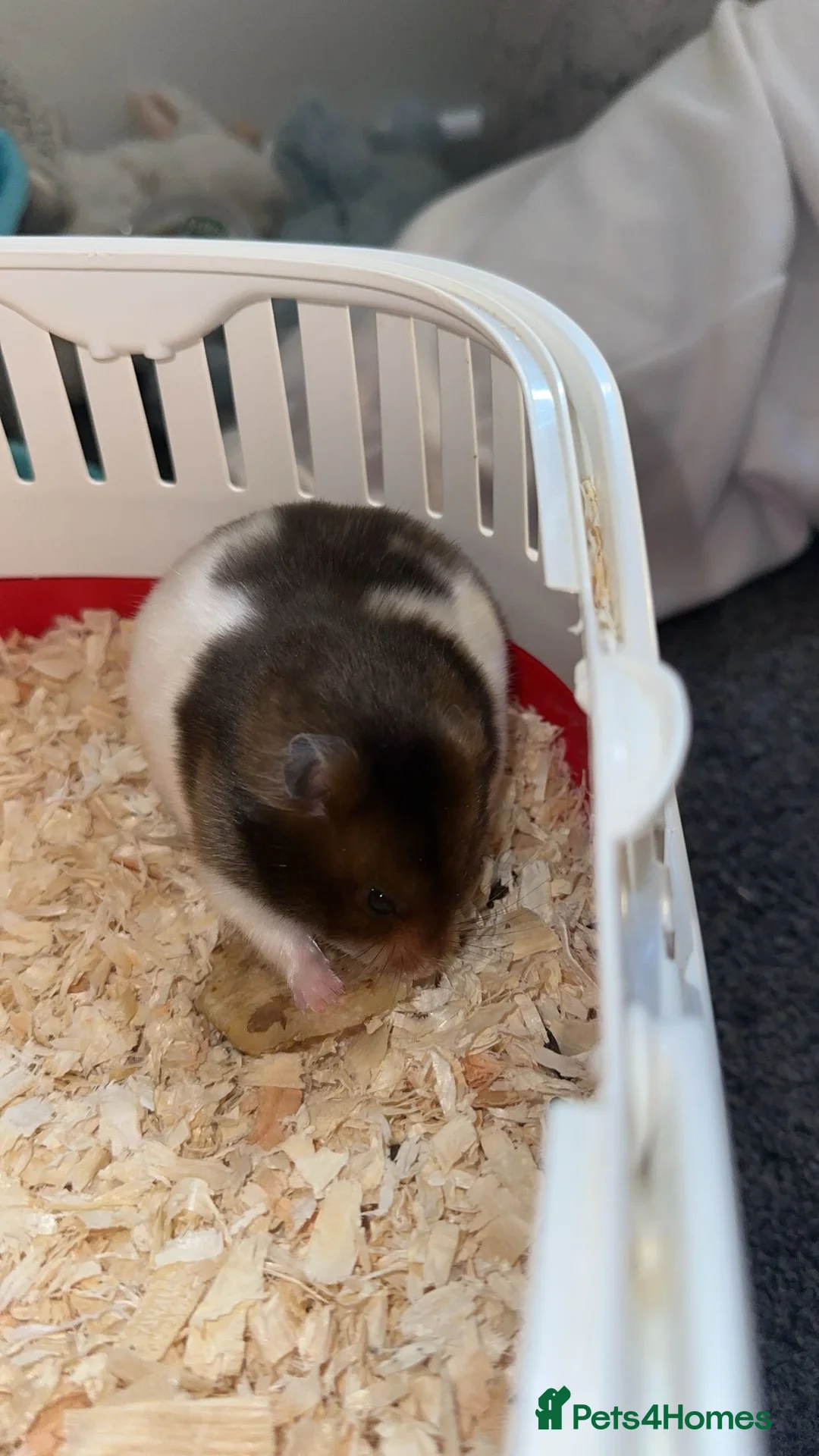 Hamster rodents for sale: brown syrian hamster  - Advert 2