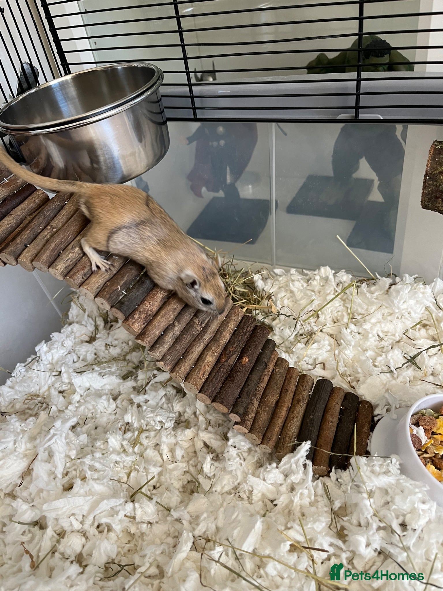 Gerbil rodents 2 brother gerbils - Advert 1