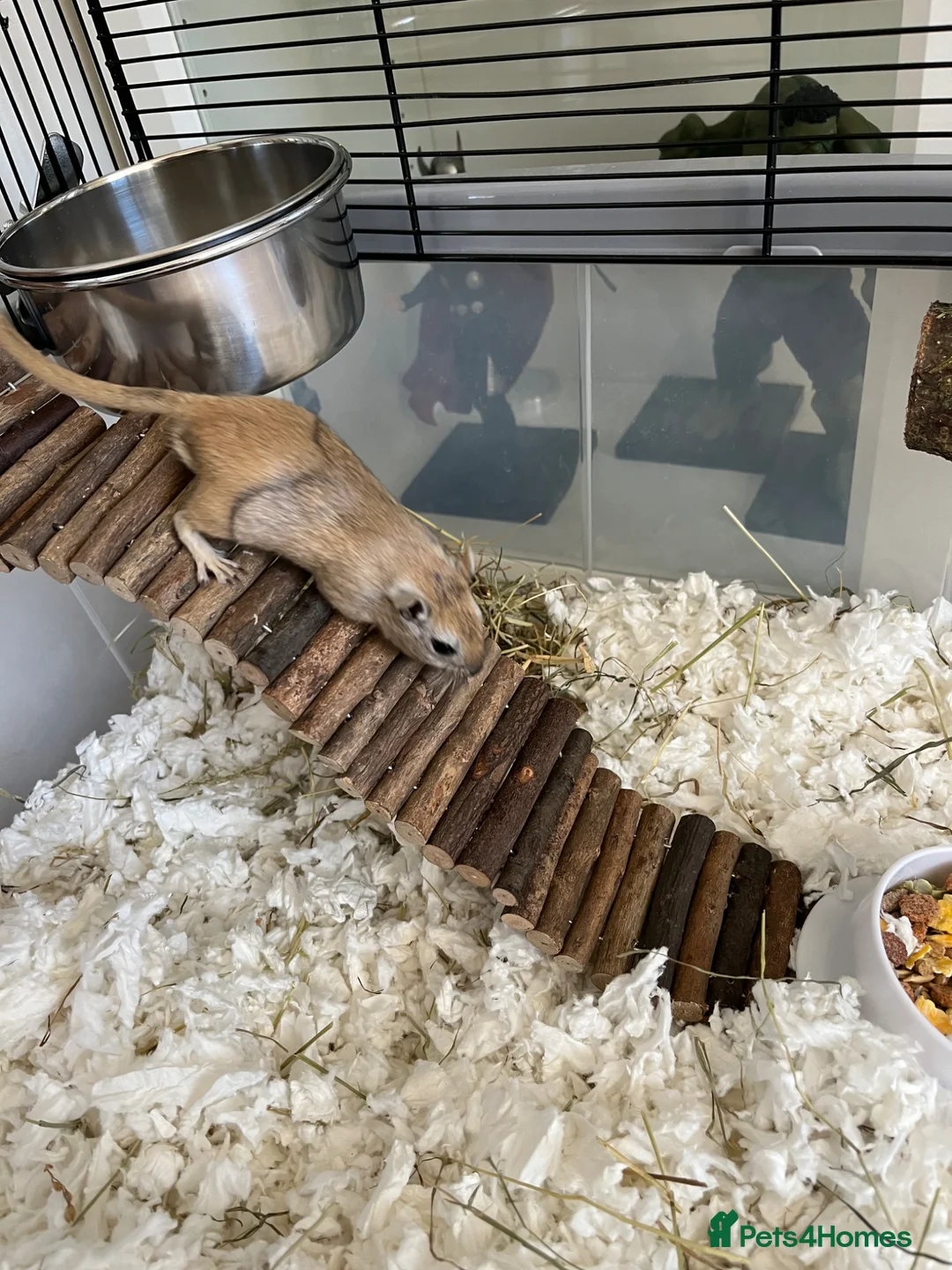 Gerbil rodents for sale: 2 brother gerbils in Verwood - Advert 1