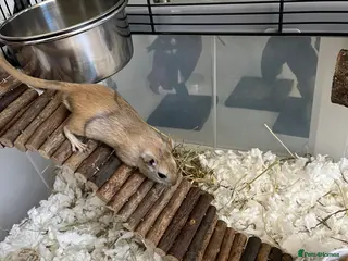 Gerbil rodents 2 brother gerbils - Advert 7