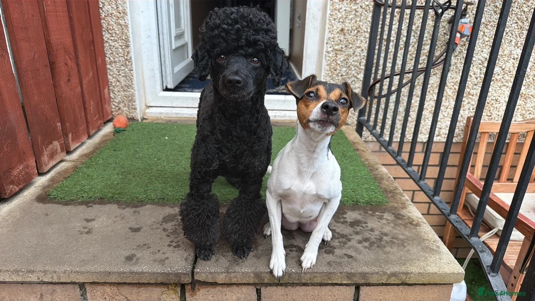 Jackapoo dogs for sale: 2 female Jackapoos - Advert 1