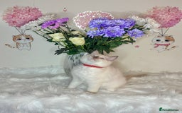 Ragdoll cats for sale: ⭐️TICA REG⭐️Pedigree Ragdoll Kittens DNA CLEAR ✅  - Image 20