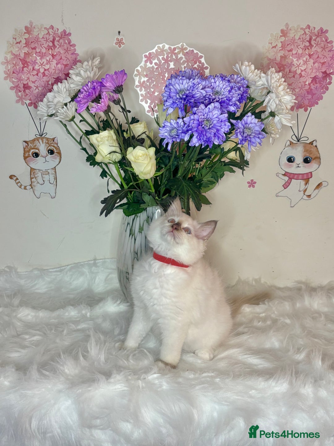 Ragdoll cats for sale: ⭐️TICA REG⭐️Pedigree Ragdoll Kittens DNA CLEAR ✅  - Image 20