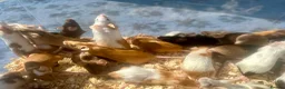 Mouse rodents for sale: Pet Fancy Mice - Advert 2