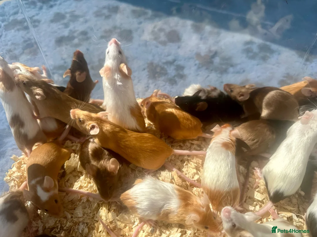 Mouse rodents for sale: Pet Fancy Mice - Advert 2