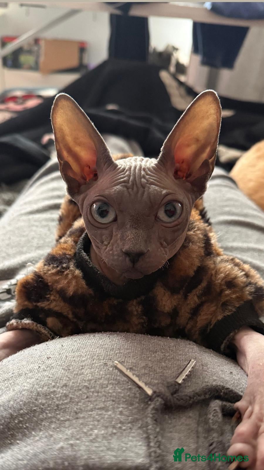 Sphynx cats Blue spyhnx female  - Advert 5
