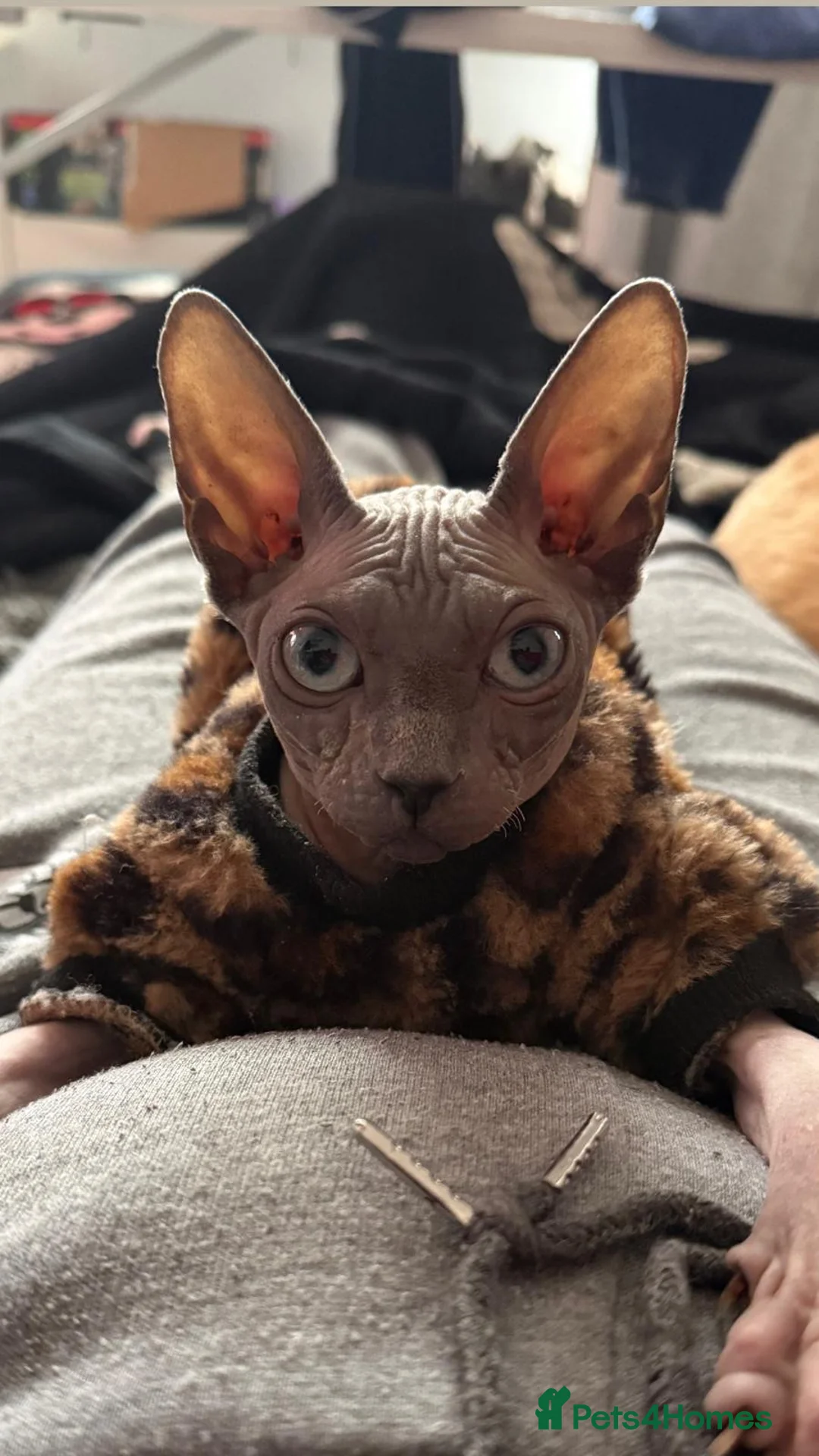 Sphynx cats for sale: Blue spyhnx female  - Advert 1