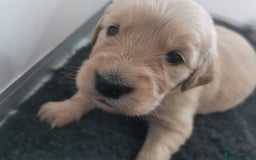 Golden Retriever dogs for sale: Golden Retriever puppies - Image 21