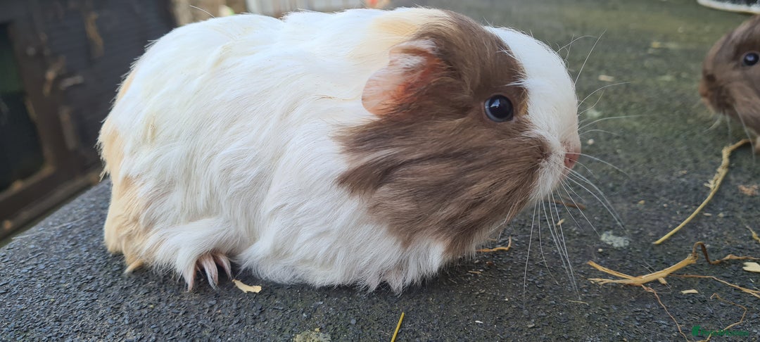 Guinea Pig rodents for sale: Pure sheltie guinea pigs - Image 7