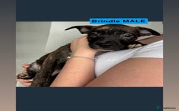 Mixed Breed dogs for sale: Dutch Shepard x American bulldog puppies  - Image 2