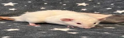 Rat rodents for sale: Older Dumbo Rats 5+months Male and Female  - Advert 5