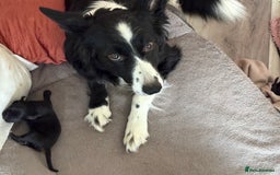 Mixed Breed dogs for sale: 5 Stunning Border Retrievers  - Image 2