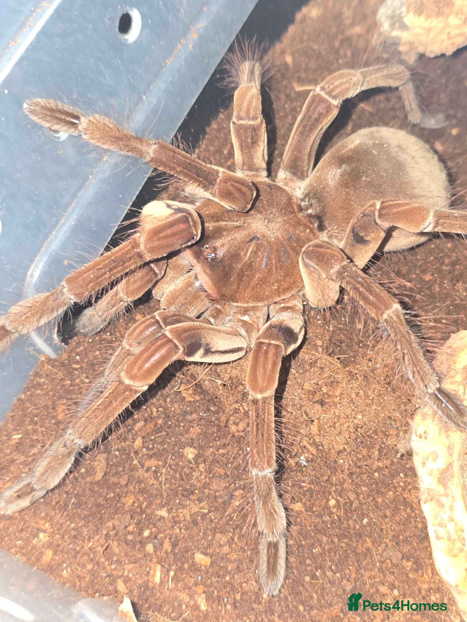 Tarantulas invertebrates Tarantulas mostly females - Advert 1