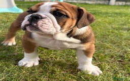 English Bulldog dogs for sale: English bulldog puppies  - Image 6