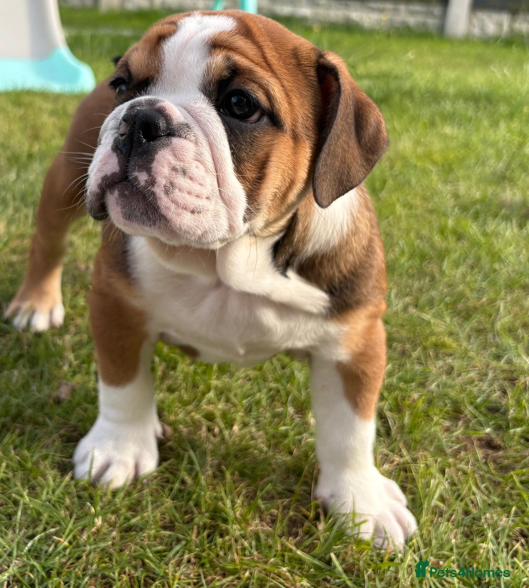 English Bulldog dogs for sale: English bulldog puppies  - Image 6