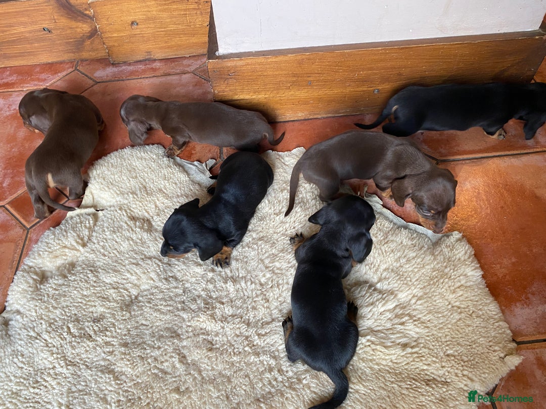 Dachshund dogs for sale: Miniature Dachshund Puppies   - Image 9
