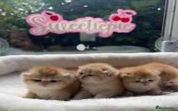 British Shorthair cats for sale: GCCF Reg Show quality & Champion line Goldens - Image 14