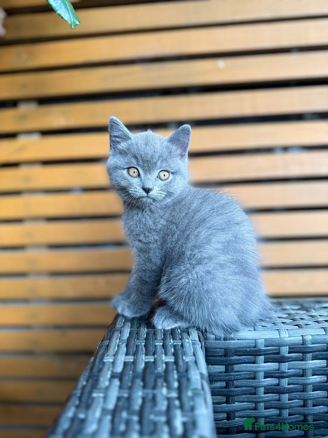 British Shorthair cats for sale: Adorable 3 Kittens Looking for Loving Homes - Image 6