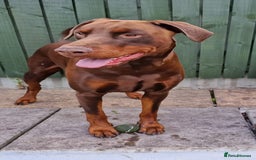 Dobermann dogs for sale: *HEALTH TESTED,HOME REARED,STUNNING DOBERMAN PUPS - Image 36