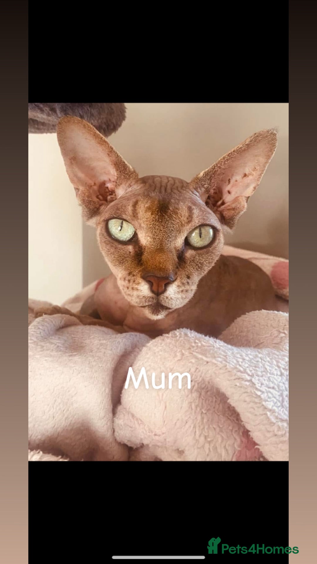 Sphynx cats for sale: Two Male Sphynx Kittens 🐾 - Advert 8