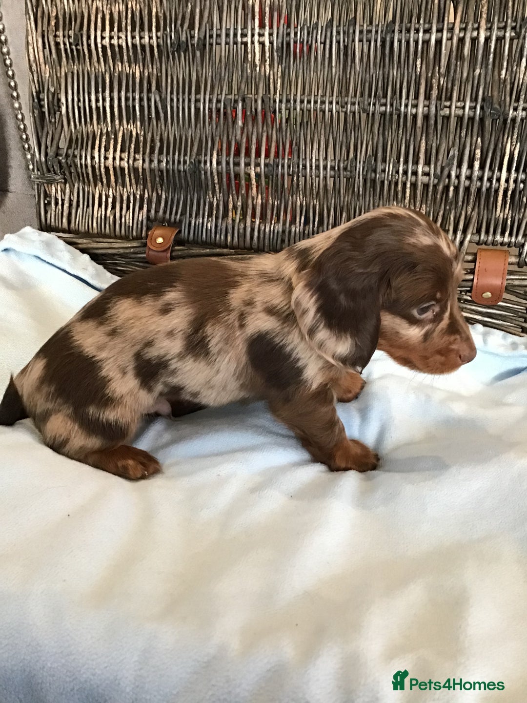Miniature Dachshund dogs for sale: KC Miniature Dachshund 1 Choc & Isabella Dapple!!! - Advert 8