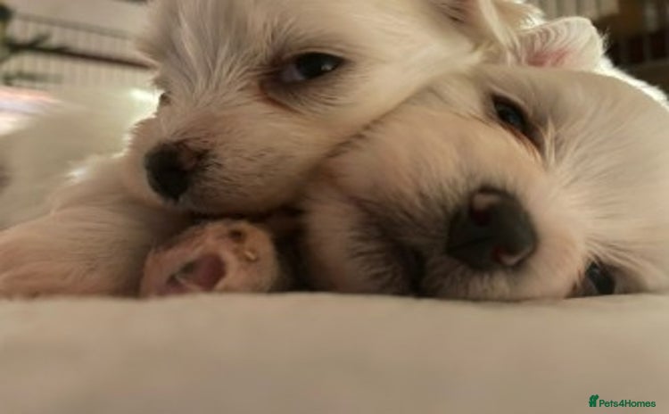 Maltese dogs - Advert 15
