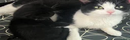 Mixed Breed cats for sale: Tuxedo Kittens ready to leave this weekend  - Advert 2