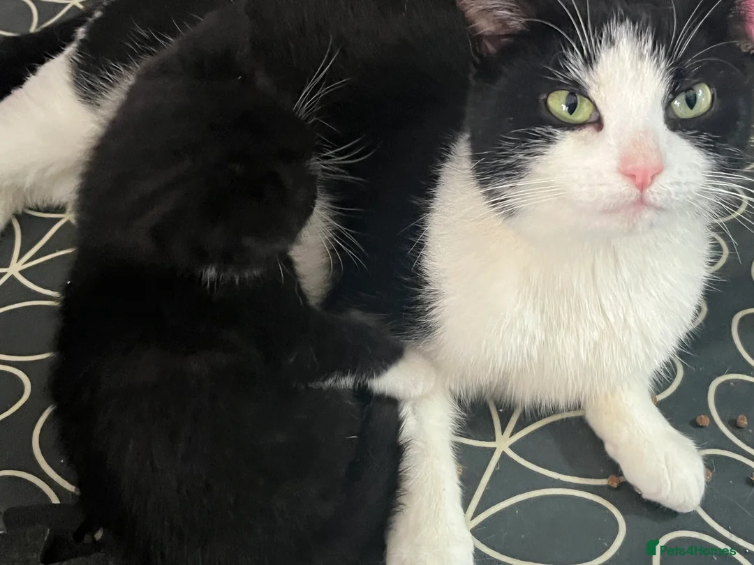 Mixed Breed cats for sale: Tuxedo Kittens ready to leave this weekend  - Advert 2