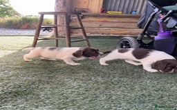 English Springer Spaniel dogs for sale: Health Tested & Part Trained - Image 8