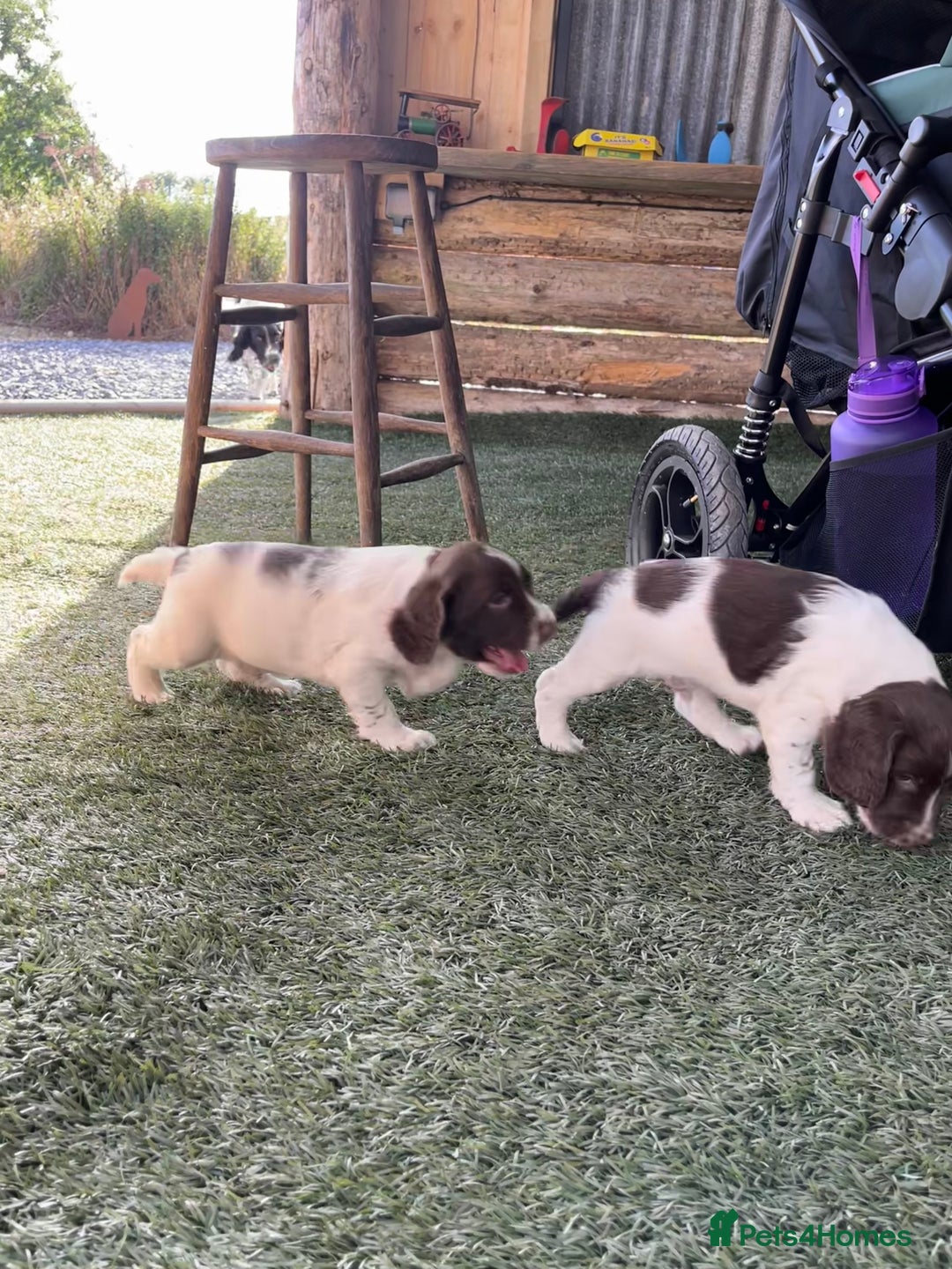 English Springer Spaniel dogs for sale: Health Tested & Part Trained - Image 8