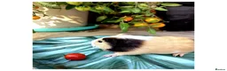 Guinea Pig rodents for sale: Baby Guinea Pigs for Sale! in Castleford - Advert 3