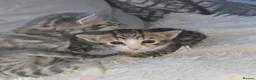 Bengal cats for sale: Savannah x bengal ONE MALE LEFT - Advert 18